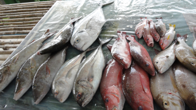 Similan Sea Food